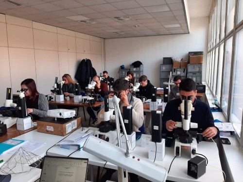diploma in diamond grading